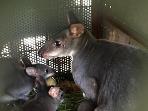 Potret Kanguru hingga Nuri Kepala Hitam yang Gagal Diselundupkan