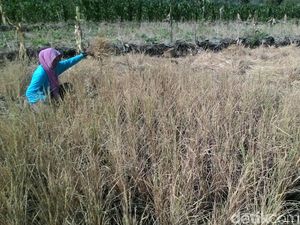 5.290 Hektare Padi di Wonogiri Mengering, 916 Hektare Diantaranya Puso