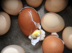 Viral Telur Rebus Cegah Corona, Warga Diminta Tak Panik Borong Telur