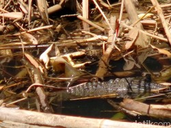 Awalnya Hanya 1, Kini Warga Lihat 3 Buaya Muara di Sungai Pekalongan
