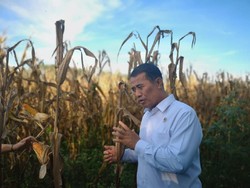 Mentan Janji Tak akan Kendor hingga Akhir Masa Jabatan