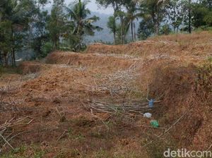 Kekeringan, 244 Hektare Padi di Banjarnegara Puso