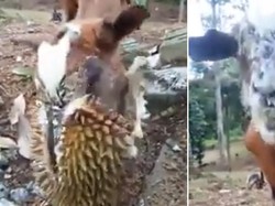 Bukan Rumput Tapi Kambing Ini Justru Doyan Durian