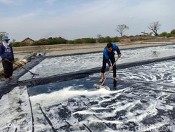 Petani Diminta Tak Asal-asalan Produksi Garam