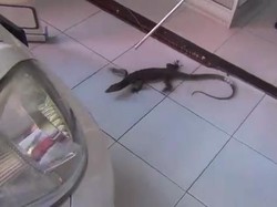 Heboh saat Biawak Berlarian di Rumah Makan