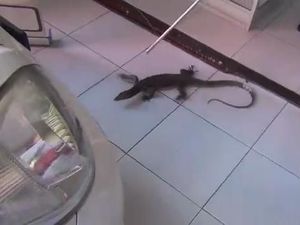 Heboh saat Biawak Berlarian di Rumah Makan Heboh saat Biawak Berlarian di Rumah Makan