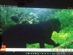 Populasi Macan di SM Gunung Sawal Ciamis Bertambah Jadi 9 Ekor