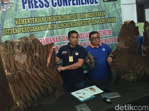 Jual Kulit Harimau, Pria di Langkat Sumut Ditangkap