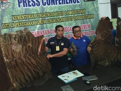 Jual Kulit Harimau, Pria di Langkat Sumut Ditangkap