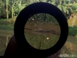 Kondisi Ini yang Membuat Buaya Betah di Sungai Kuripan Pekalongan