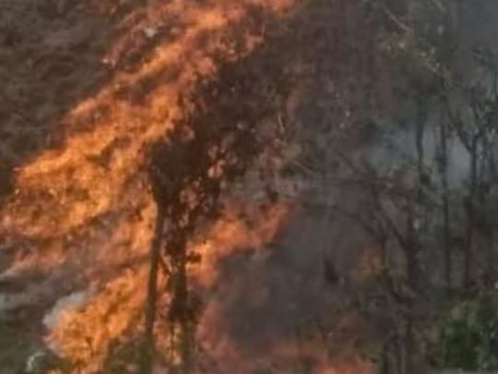 Kebakaran Lahan di Aceh Meluas, BPBA: Total 52 Hektare Kebakaran Lahan di Aceh Meluas, BPBA: Total 52 Hektare