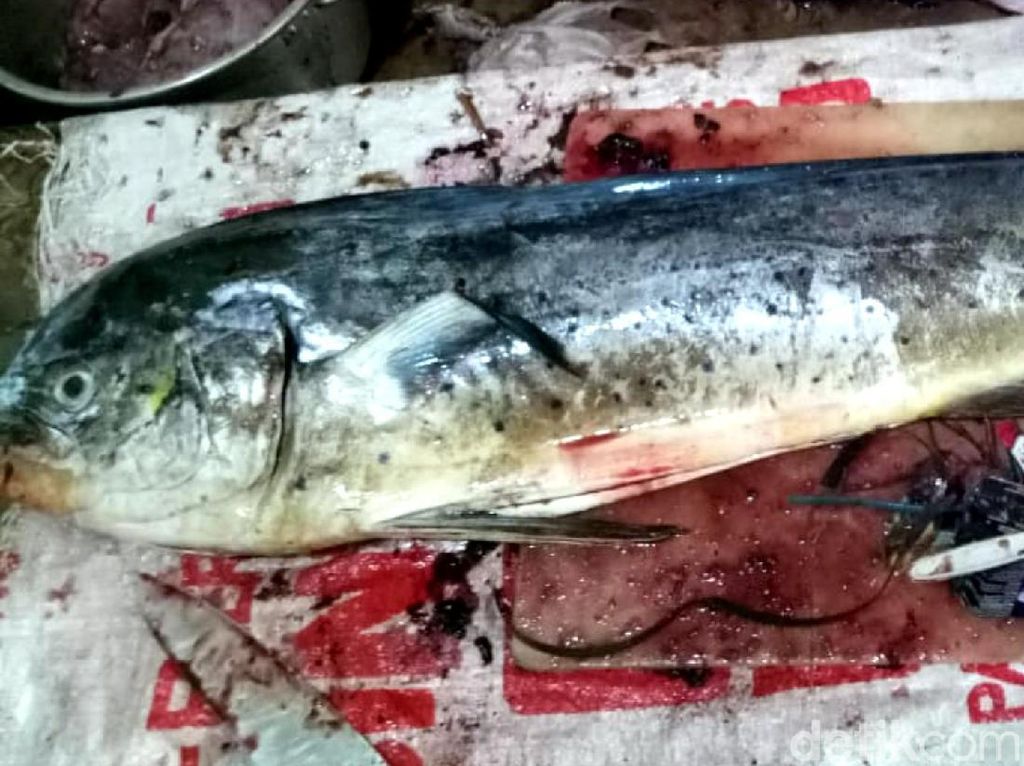 Viral, Isi Perut Ikan Laut Berisi Bungkus Permen hingga Sendok Plastik