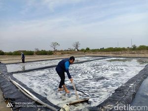Petani Ogah Garap Tambak Garam Gara-gara Harga Anjlok ke Rp 400/Kg Petani Ogah Garap Tambak Garam Gara-gara Harga Anjlok ke Rp 400/Kg