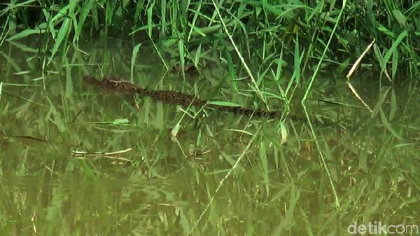 Ini Penampakan Buaya di Sungai Kota Pekalongan