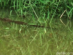 Ini Penampakan Buaya di Sungai Kota Pekalongan