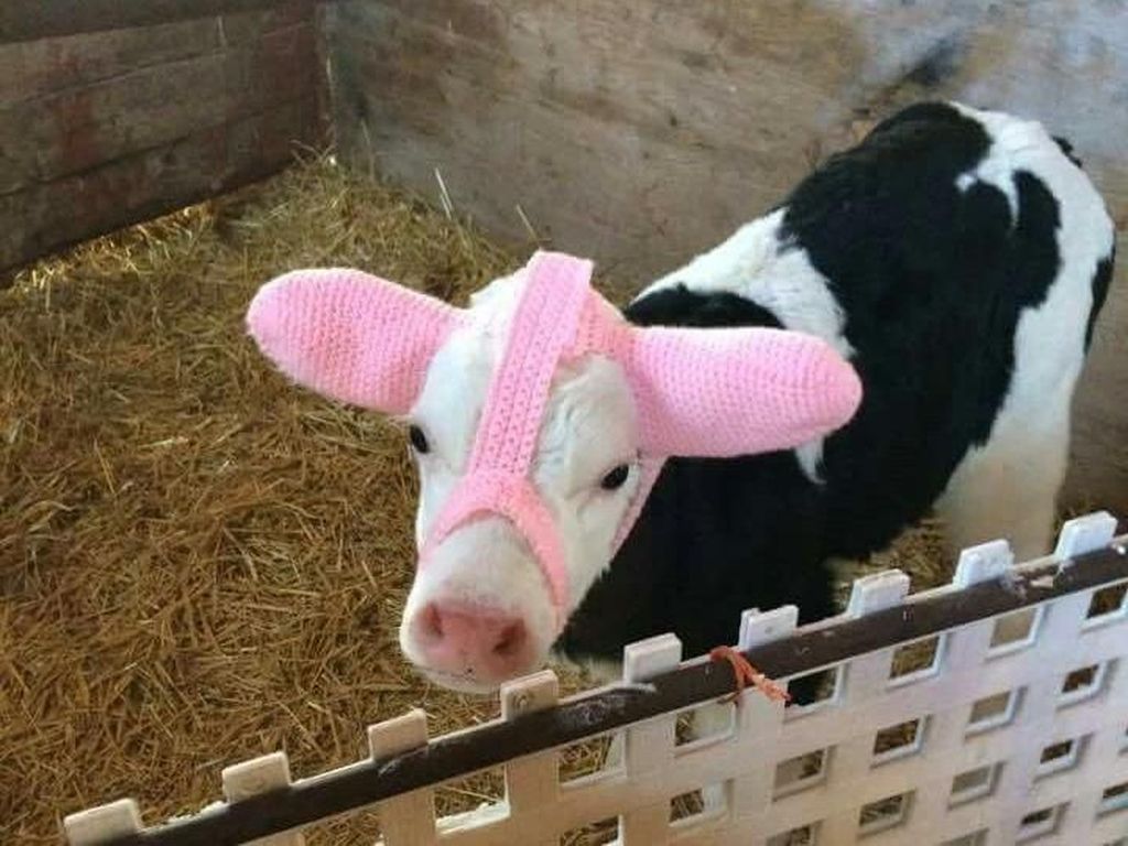 Gemas, Petani Baluti Kepala Bayi Sapi dengan Topi Rajutan Gemas, Petani Baluti Kepala Bayi Sapi dengan Topi Rajutan