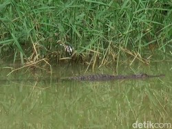 Evakuasi 3 Buaya Muara di Pekalongan Terkendala Air Sungai Penuh