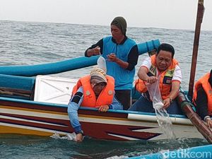 Belasan Ribu Baby Lobster Dilepasliarkan di Pantai Watukarung Pacitan