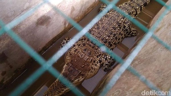 Penampakan Buaya Muara yang Diamankan di BKSDA III Ciamis