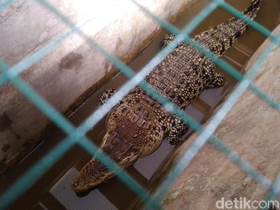 Penampakan Buaya Muara yang Diamankan di BKSDA III Ciamis