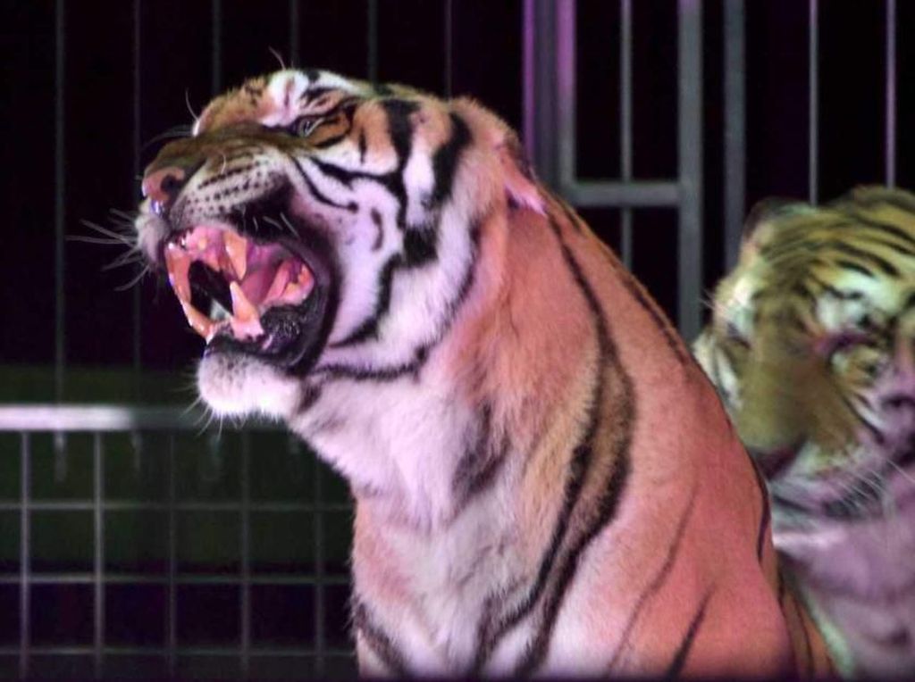 Diserang 4 Harimau Sirkus, Pawang Tenar di Italia Tewas Diserang 4 Harimau Sirkus, Pawang Tenar di Italia Tewas