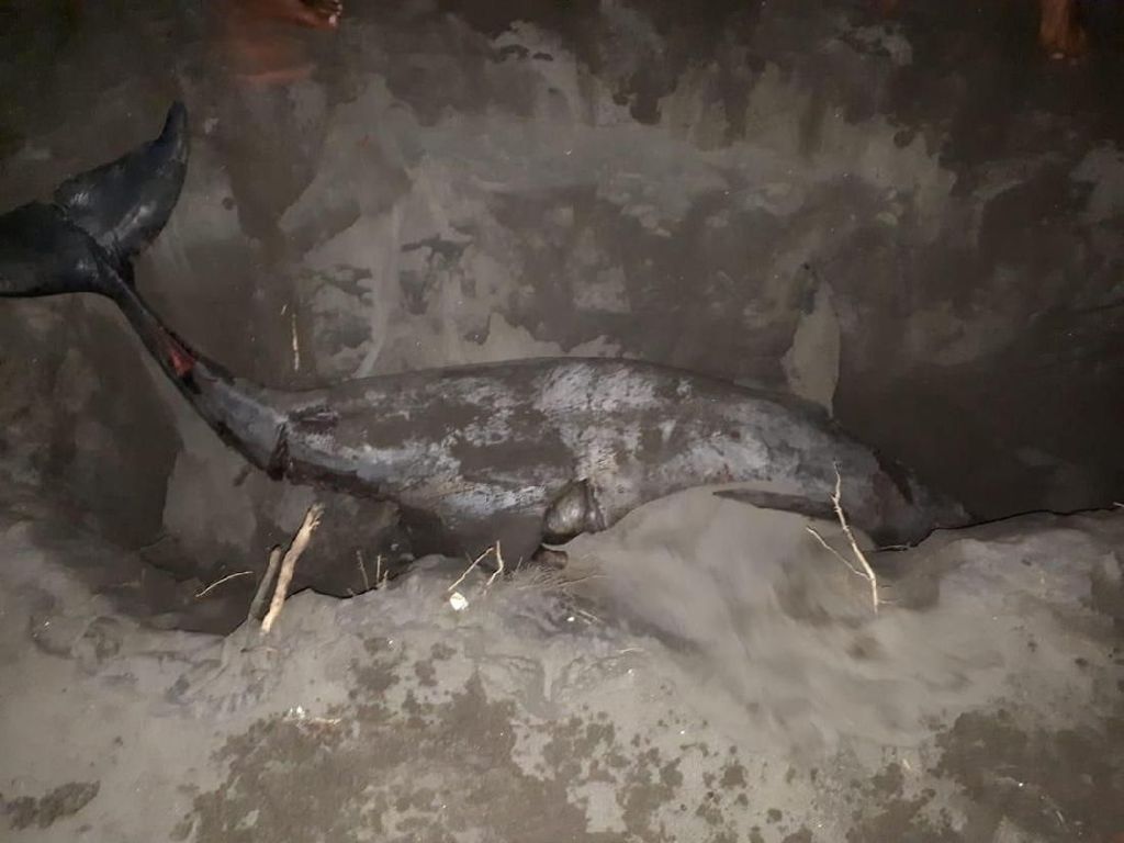 Seekor Lumba-lumba Mati Terdampar di Pantai Bantul, Siripnya Terpotong