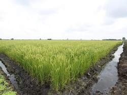 Manfaatkan Lahan Rawa untuk Sawah, Mentan Dapat Dukungan DPR