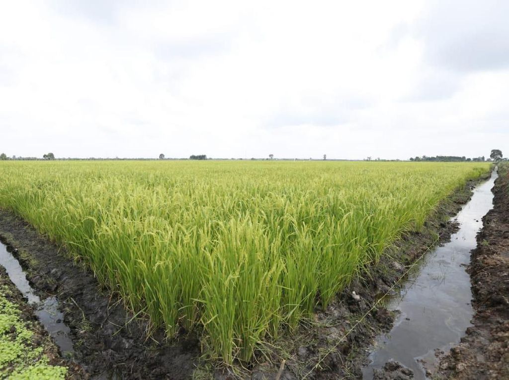 Manfaatkan Lahan Rawa untuk Sawah, Mentan Dapat Dukungan DPR Manfaatkan Lahan Rawa untuk Sawah, Mentan Dapat Dukungan DPR