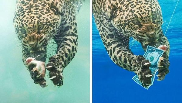 Foto Editan Kocak Photoshop Mengundang Tawa