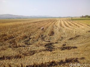 9.300 Hektare Sawah Gagal Panen