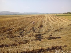 9.300 Hektare Sawah Gagal Panen