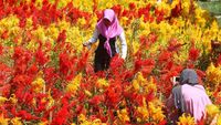 Indahnya Warna-warni Taman Bunga Soeratmo di Ngawi