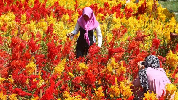 Indahnya Warna-warni Taman Bunga Soeratmo di Ngawi