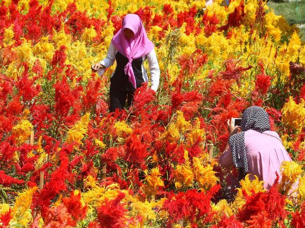 Indahnya Warna-warni Taman Bunga Soeratmo di Ngawi