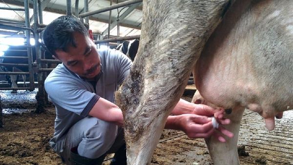 Serunya Berbagi Ilmu Peternakan dari Belanda