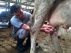 Serunya Berbagi Ilmu Peternakan dari Belanda
