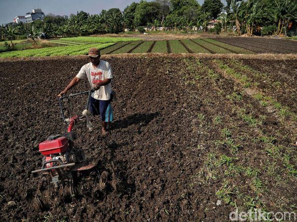 Potret Petani Sayuran di Utara Jakarta Melawan Kekeringan