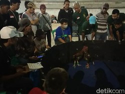 Waduh! SOR di Garut Jadi Tempat Sabung Ayam