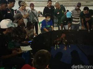 Heboh! SOR Milik Pemerintah Jadi Arena Sabung Ayam di Garut Heboh! SOR Milik Pemerintah Jadi Arena Sabung Ayam di Garut