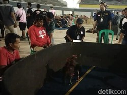 SOR Jadi Arena Sabung Ayam di Garut, Polisi Selidiki Dugaan Judi
