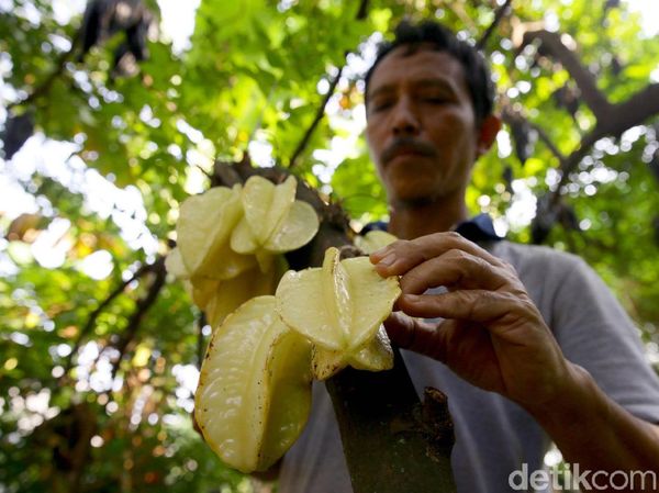 Melihat Perkebunan Belimbing Dewa yang Jadi Ikon Depok