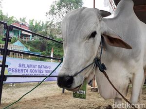 Peternak Sapi Sewa Lahan Perhutani untuk Stok Rumput Saat Kemarau