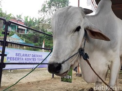 Peternak Sapi Sewa Lahan Perhutani untuk Stok Rumput Saat Kemarau