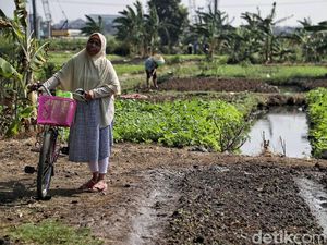 Petani Pusing Pesanan Hasil Panen Seret Gara-gara Corona