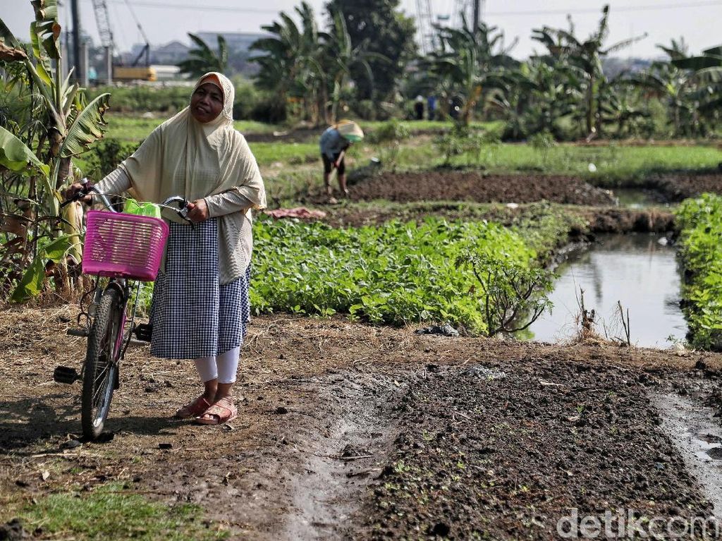 Petani Pusing Pesanan Hasil Panen Seret Gara-gara Corona Petani Pusing Pesanan Hasil Panen Seret Gara-gara Corona