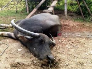Ratusan Kerbau di Kuansing Mati, Dinas Peternakan Pastikan Aman Dikonsumsi Ratusan Kerbau di Kuansing Mati, Dinas Peternakan Pastikan Aman Dikonsumsi