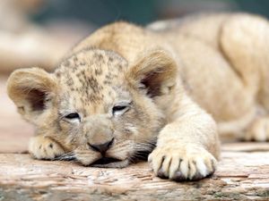 Terancam Punah, 2 Bayi Singa Dirawat di Kebun Binatang Dvur Kralove Ceko Terancam Punah, 2 Bayi Singa Dirawat di Kebun Binatang Dvur Kralove Ceko