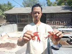 Mengintip Budidaya Lobster Hias yang Kian Menggeliat di Sidoarjo