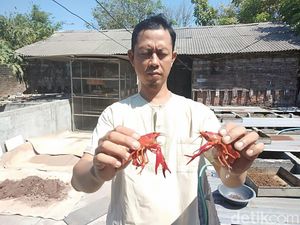 Mengintip Budidaya Lobster Hias yang Kian Menggeliat di Sidoarjo Mengintip Budidaya Lobster Hias yang Kian Menggeliat di Sidoarjo