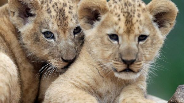 Gemas! Lucunya Bayi Singa di Kebun Binatang Republik Ceko